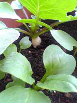 ハツカダイコン（二十日大根）栽培 育て方 ～おもしろ野菜